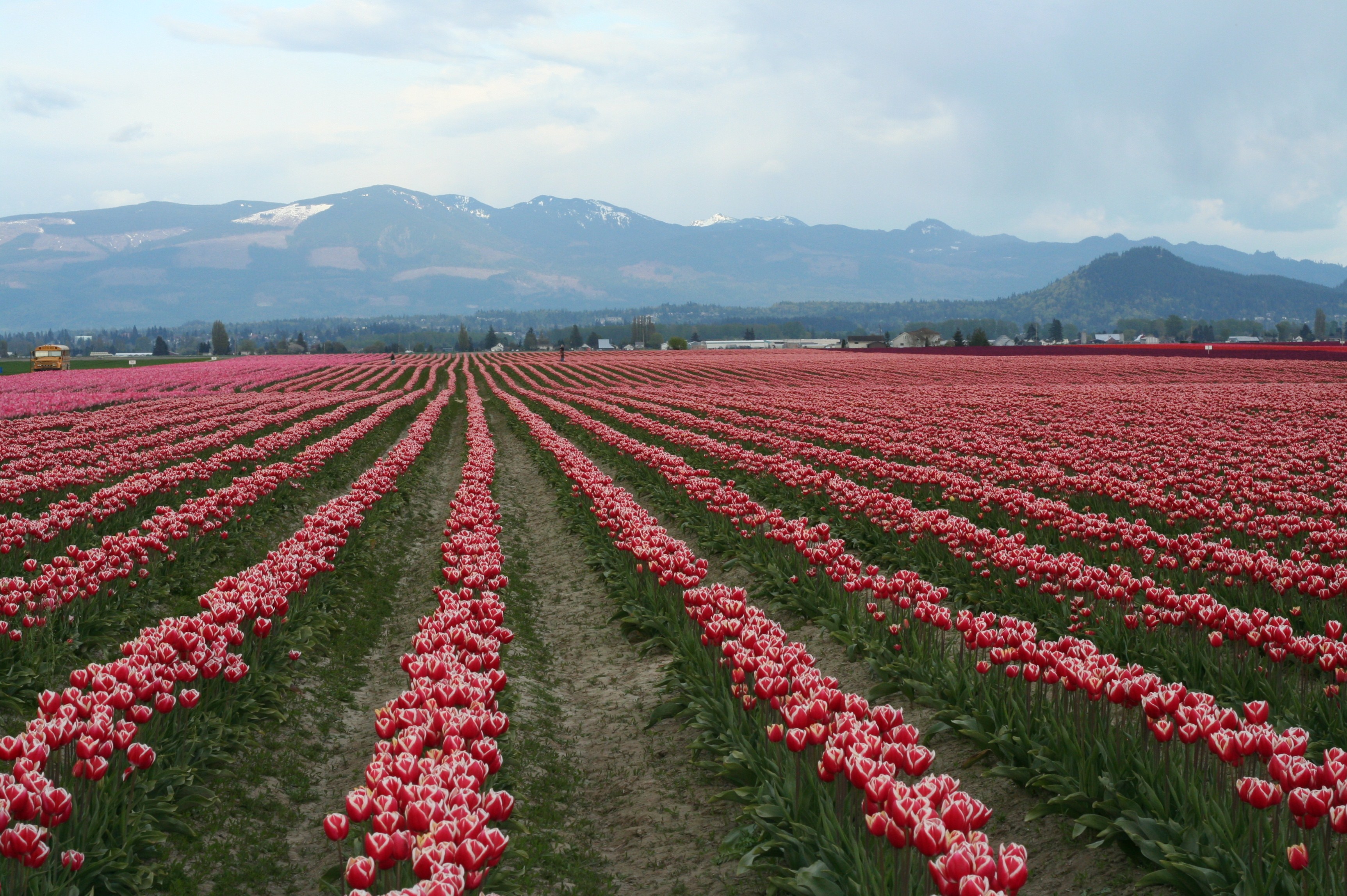 Skagit Valley tulips field